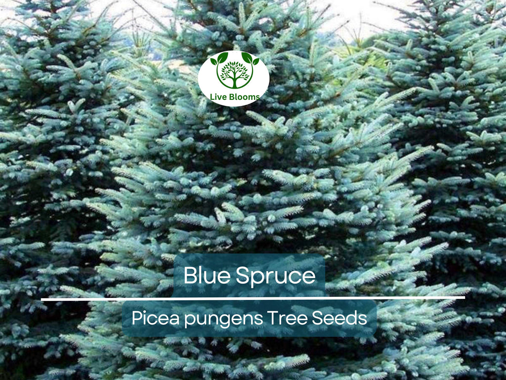 50 Blue Spruce Seeds - Picea pungens Trees, Colorado Blue Spruce, Evergreen Trees for Yard, Garden, & Landscaping, Hardy Conifer