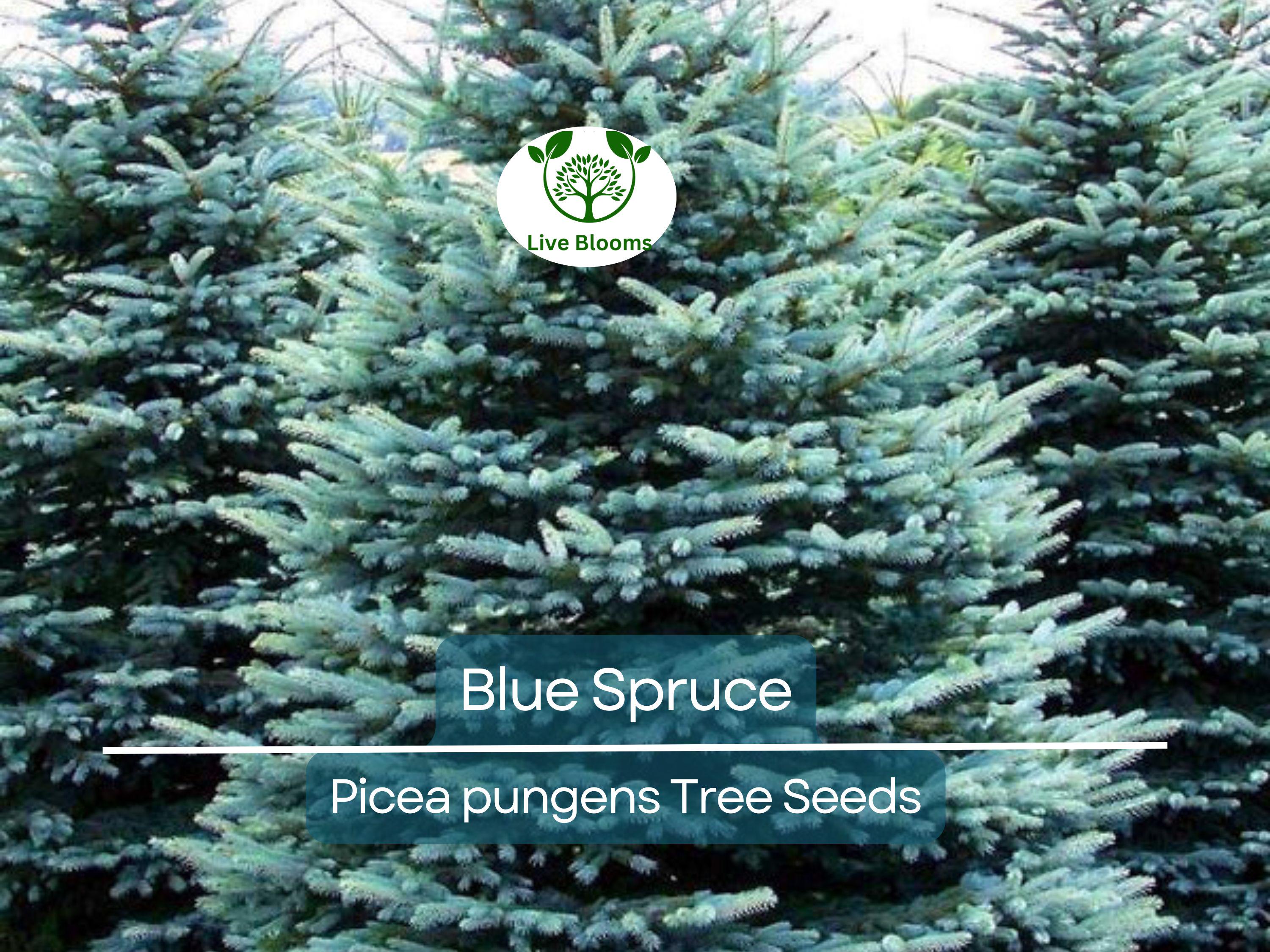 50 Blue Spruce Seeds - Picea pungens Trees, Colorado Blue Spruce, Evergreen Trees for Yard, Garden, & Landscaping, Hardy Conifer