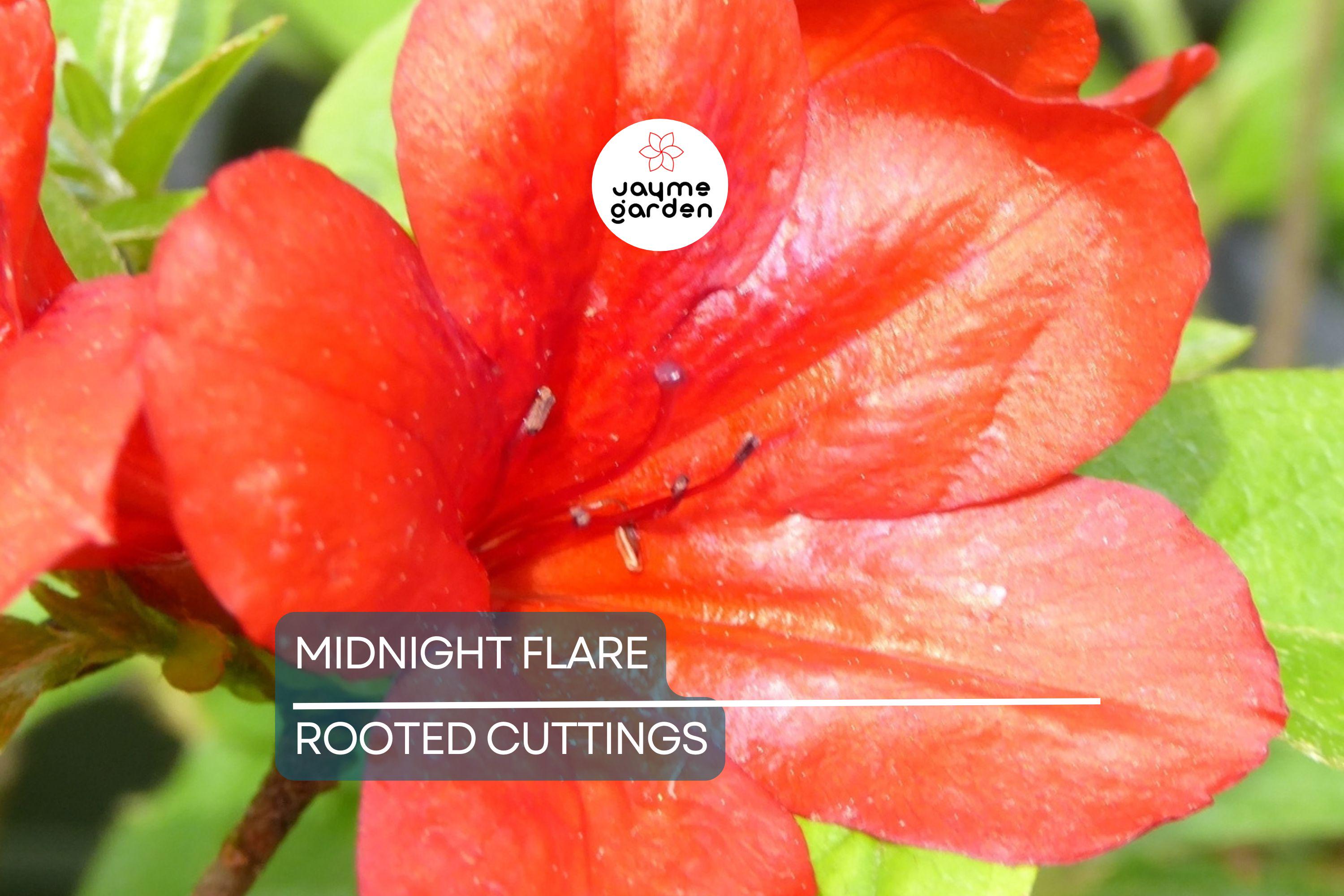Midnight Flare Azalea | Live Rooted Starter Plant (2-8") | Deciduous Rhododendron Shrub |