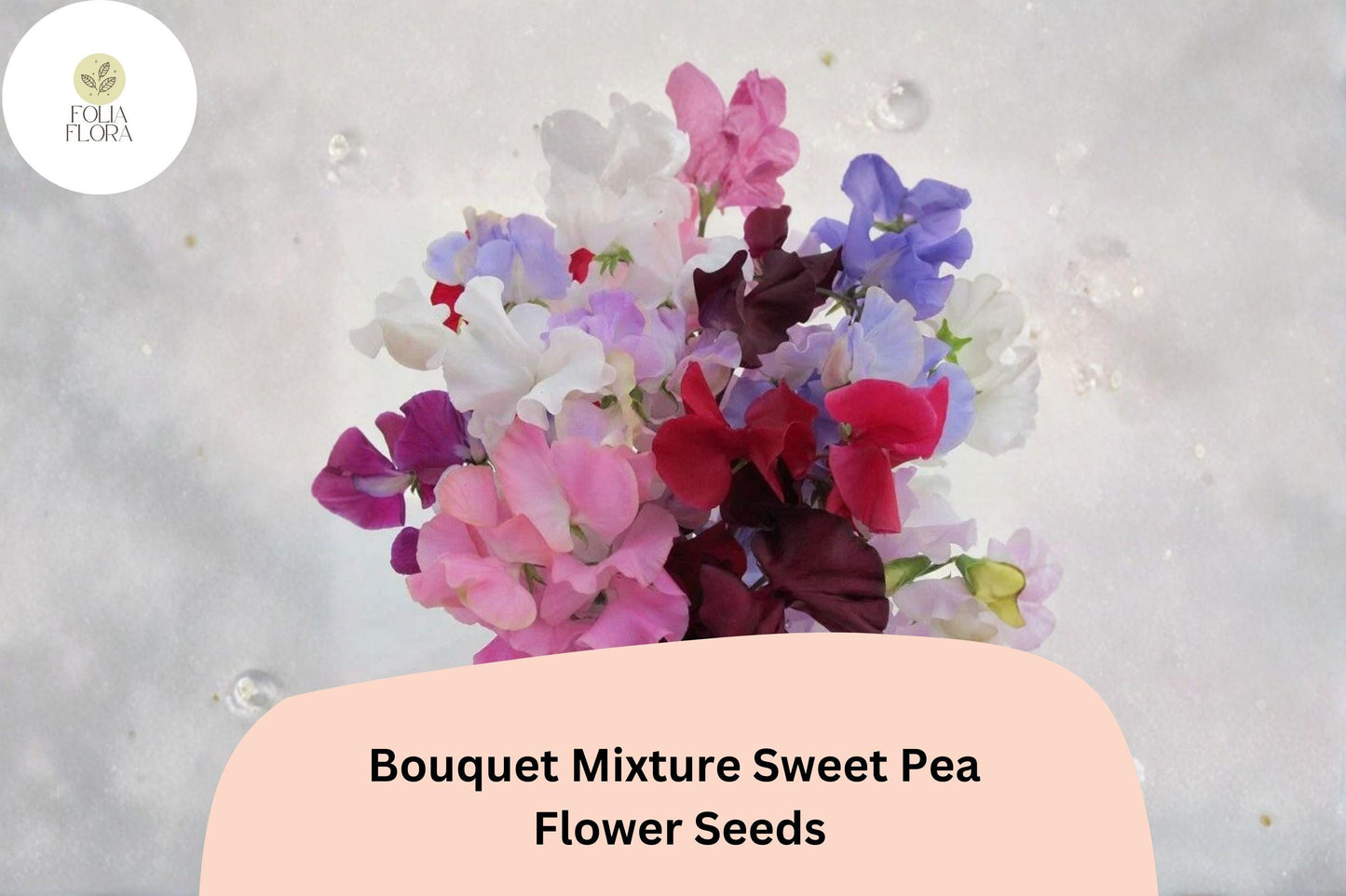 Bouquet Mixture Sweet Pea Seeds 50+ | Lathyrus odoratus Climbing Fragrant Multi-Color Garden Flowers