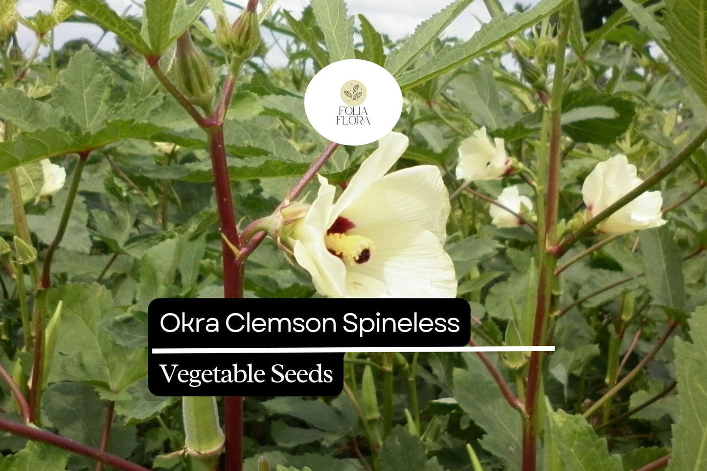 5g Okra Clemson Spineless Seeds Abelmoschus esculentus | Heirloom, Non-GMO, High Yield, Heat Tolerant, Tender Pods, Easy to Grow
