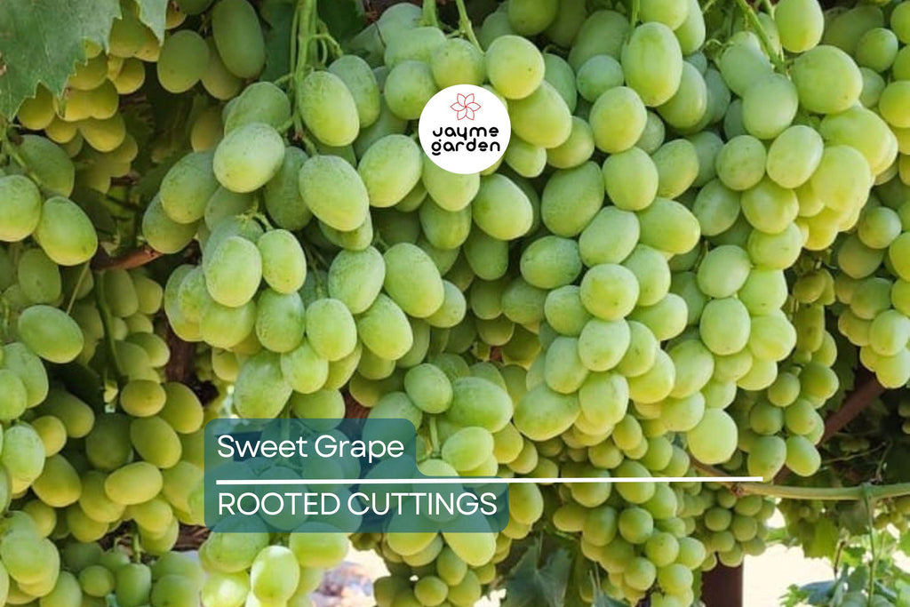 Sweet Seedless Green Grape Cutting Vine - Rooted Live Plant - Ready to Plant, Easy Care Grape Vine