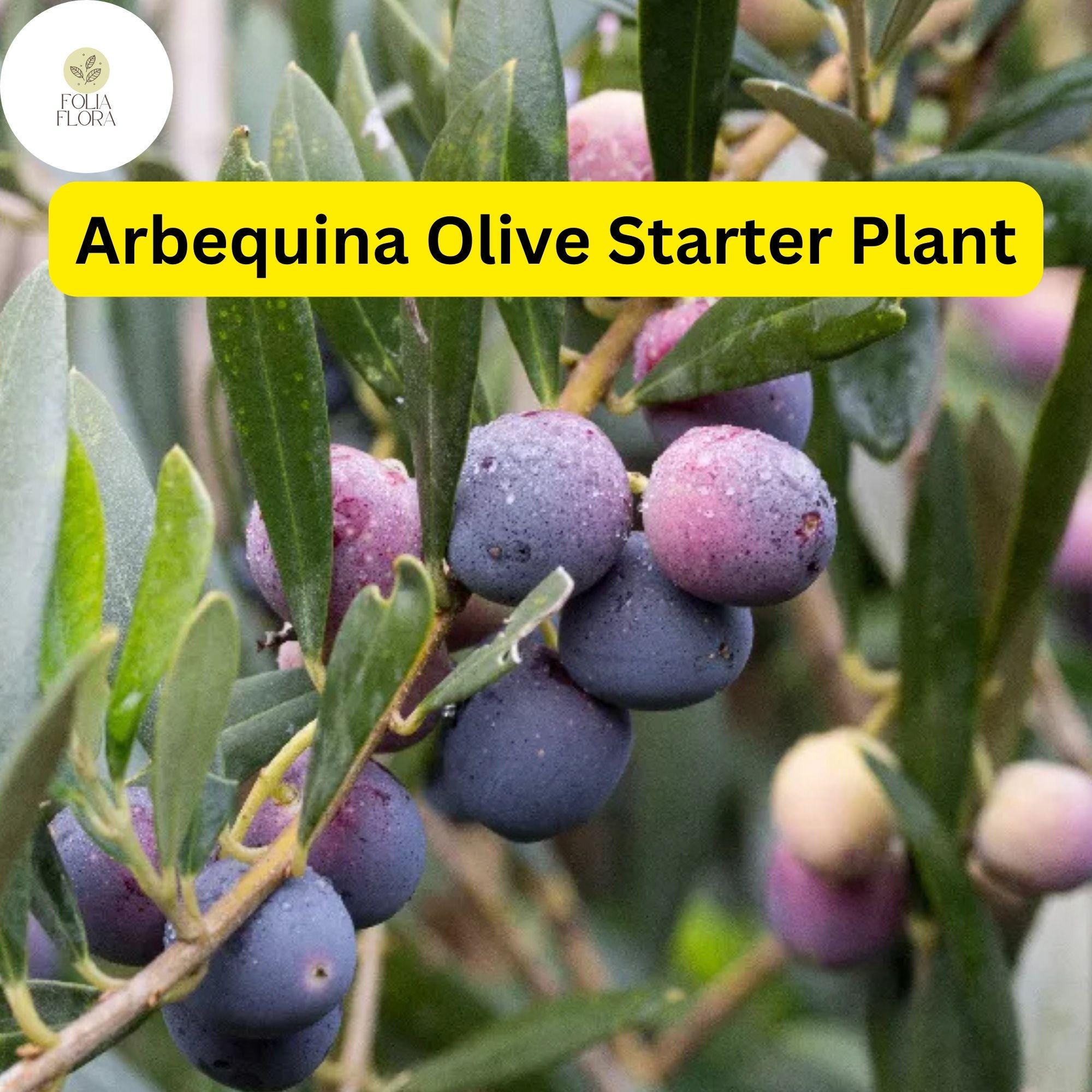 1 Arbequina Olive Tree, Live in 4 Inch Pot, Robust Roots, 10-15 Inches Tall, Hardy Edible Tree