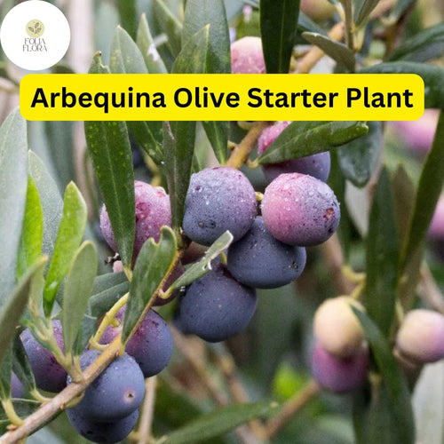 1 Arbequina Olive Tree, Live in 4 Inch Pot, Robust Roots, 10-15 Inches Tall, Hardy Edible Tree