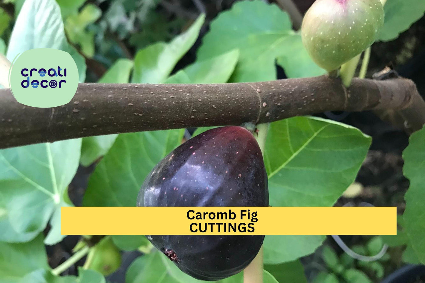2 Noire de Caromb Fig Cuttings – Rare French Ficus carica Variety | Sweet Black Fig for Grafting or Rooting | Fresh & Ready to Grow