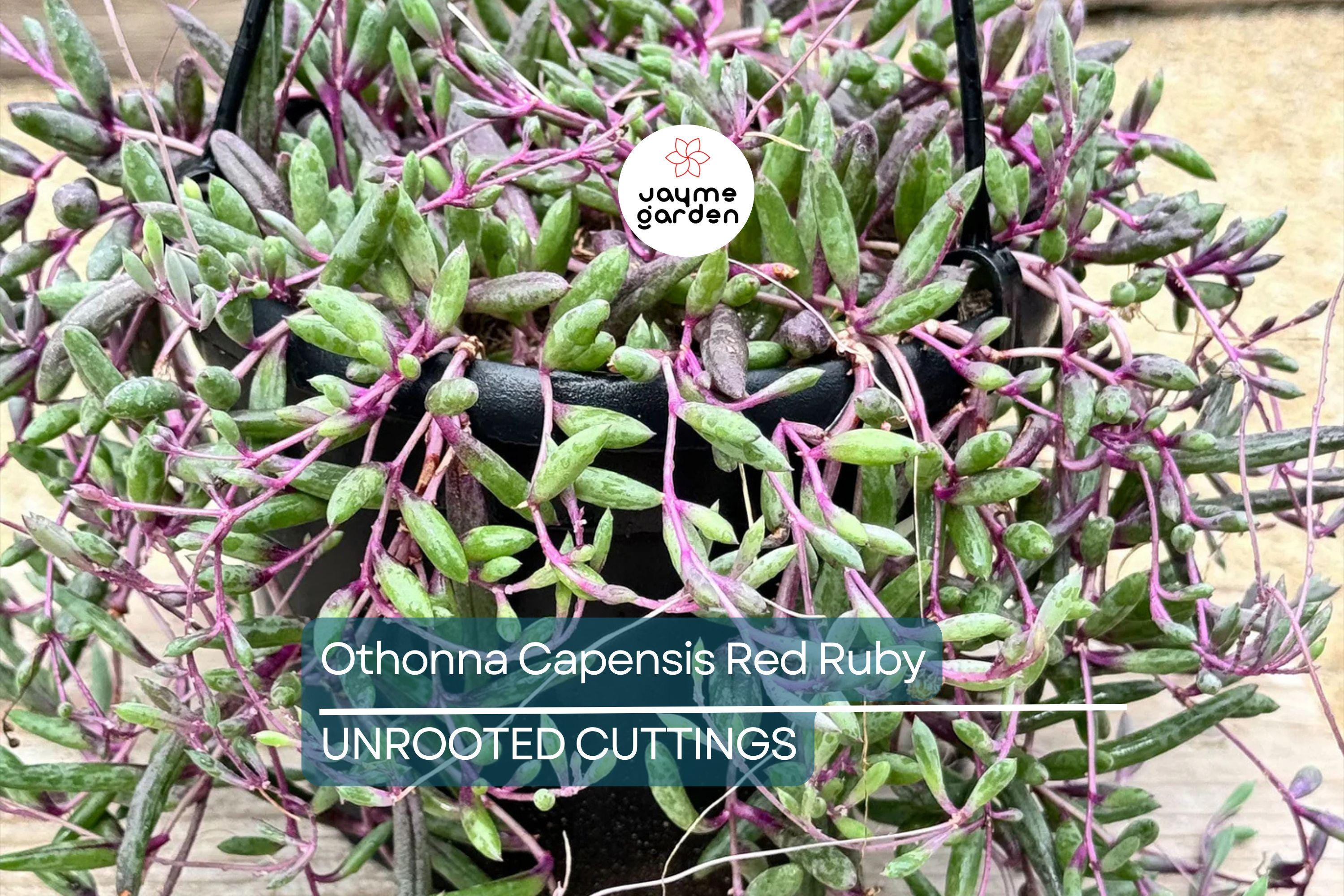 4 Othonna Capensis Cuttings - Ruby Necklace Succulent - 4-6” Long, Hanging Plant, Perfect for Containers