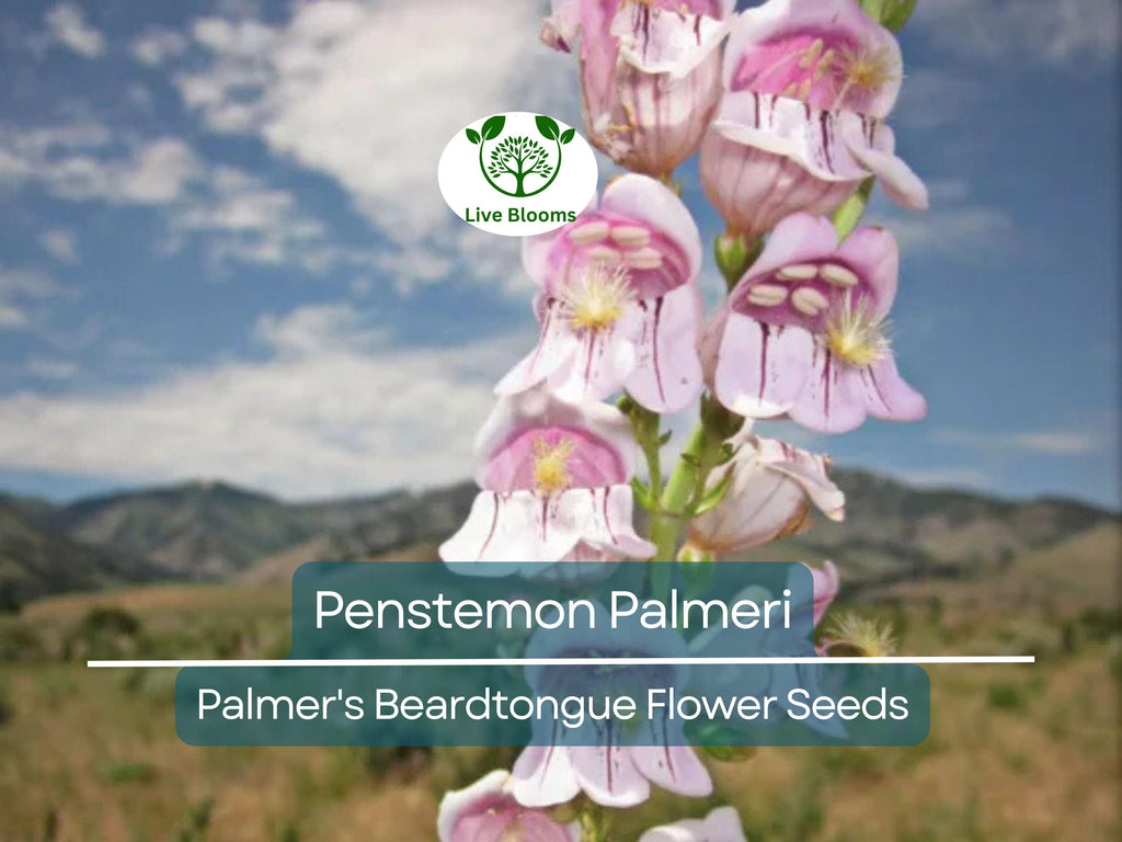 100 mg Seeds Penstemon Palmeri (Palmer's Beardtongue) for Planting | Fragrant Native Wildflower for Dry, Rocky Soils & Pollinator Gardens