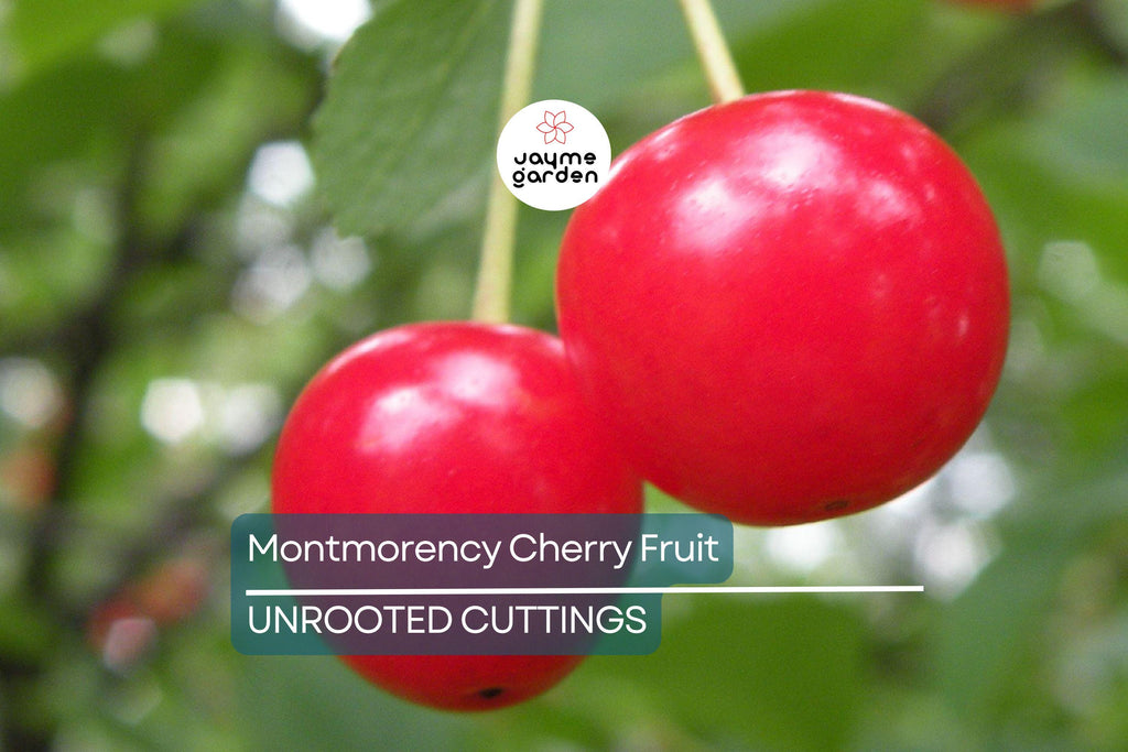 Montmorency Cherry Fruit Tree 8" Cuttings - 8 Fresh Scion Wood for Rooting & Grafting