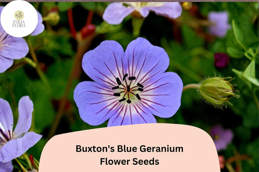 25+ Buxton’s Blue Geranium Seeds | Hardy Perennial Blue Cranesbill | Long-Blooming Garden Flower