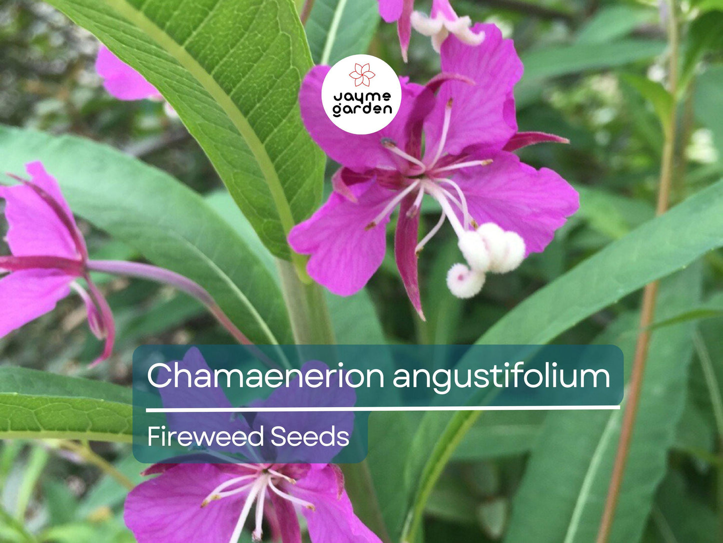 500 Seeds Chamaenerion Angustifolium | Fireweed Seeds for Planting | Willow Herb | Magenta Flower | Pollinator Attracting Fast Grower