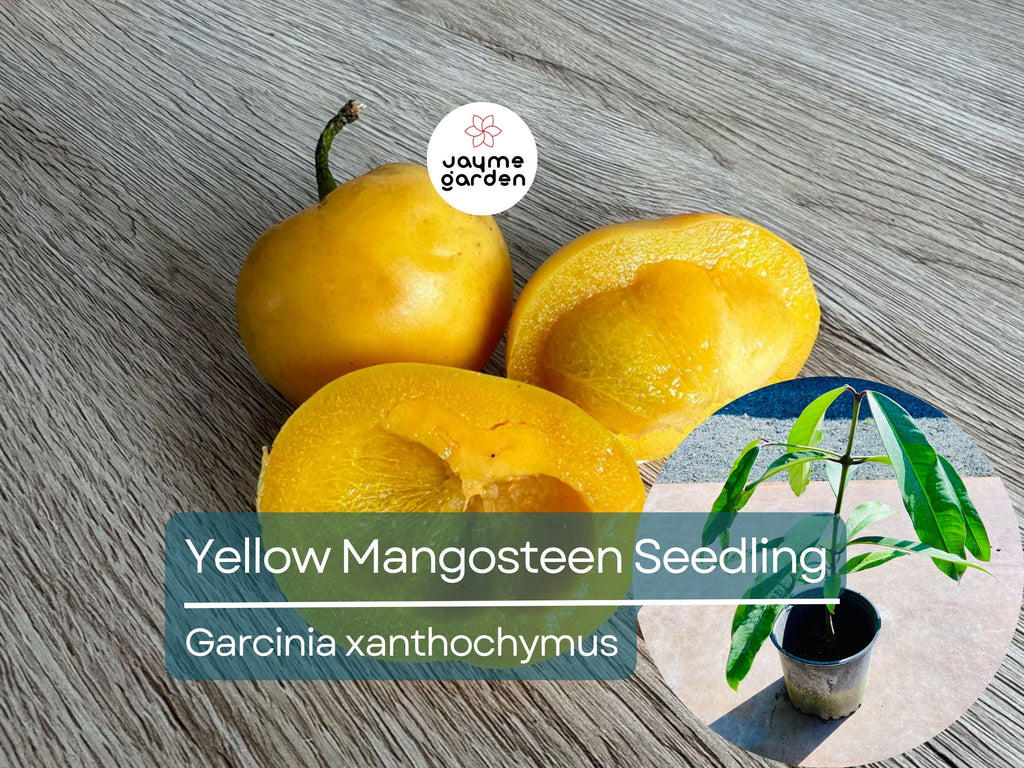 Yellow Mangosteen Starter Plant Seedling - Garcinia xanthochymus Live Fruit Tree 12″-24″ Tall - Sweet & Tangy Tropical Fruit for Garden