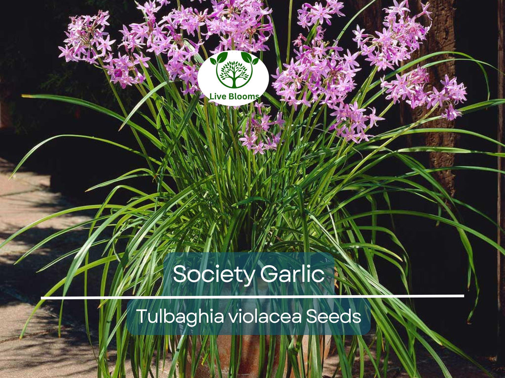 50 Society Garlic Seeds - Ornamental, Edible, Perennial, Flowering (T. violacea) - Purple Blooms, Aromatic, Garden & Culinary Use
