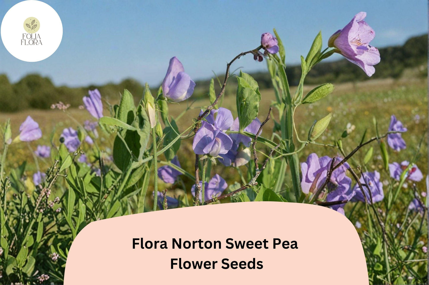 50+ Flora Norton Sweet Pea Seeds | Fragrant Blue Flower for Garden Trellis, Fence & Cut Flowers