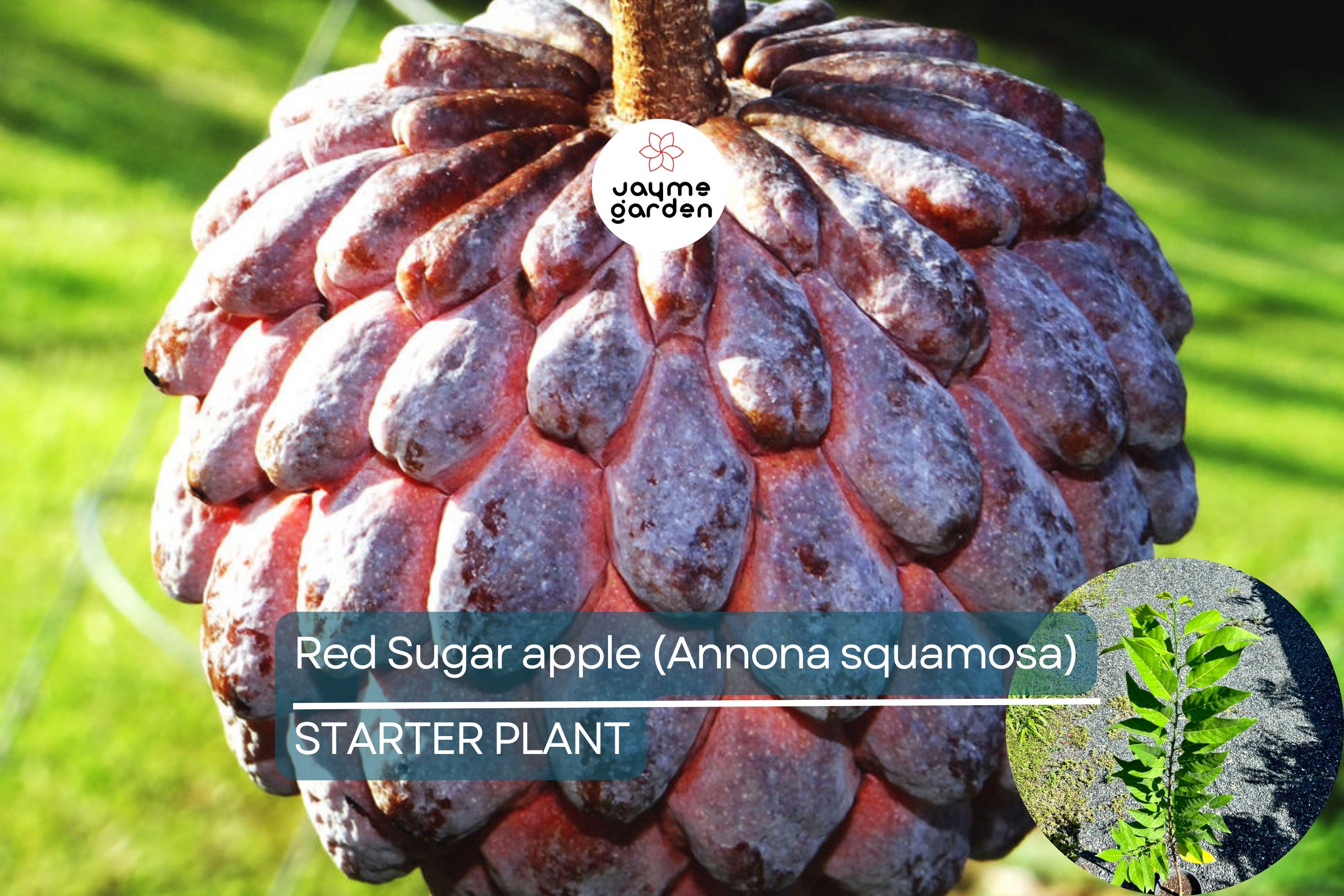 Red Sugar Apple Tree Live Fruit Tree 3-4 ft | Tropical Beauty | Flowering Soon | Sweet Exotic Fruit | Easy Care | USDA Zones 9-11