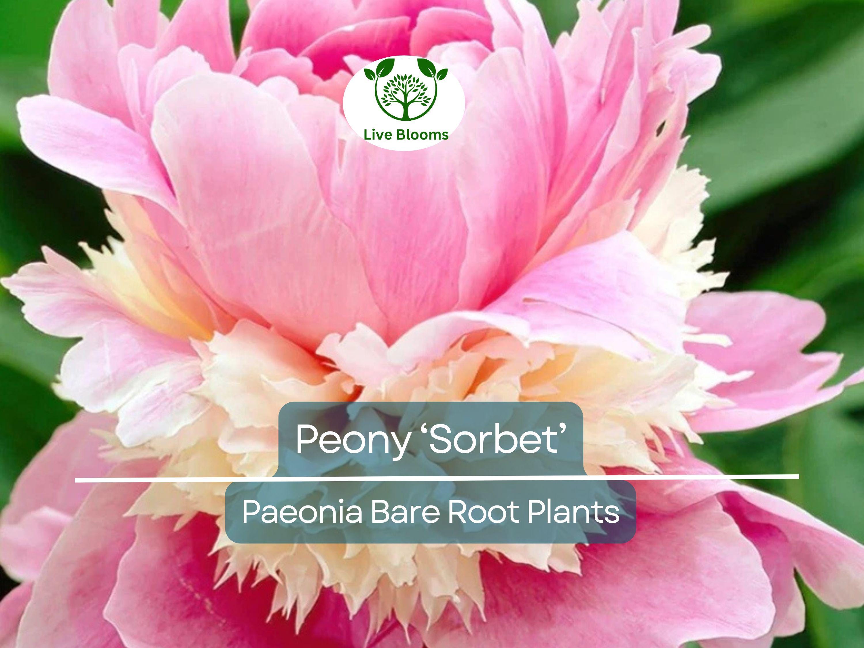 1 Peony ‘Sorbet’ – Bare Root Plant – Organic Grown Perennial with Big, Beautiful Double Blooms – Fragrant & Easy-Care