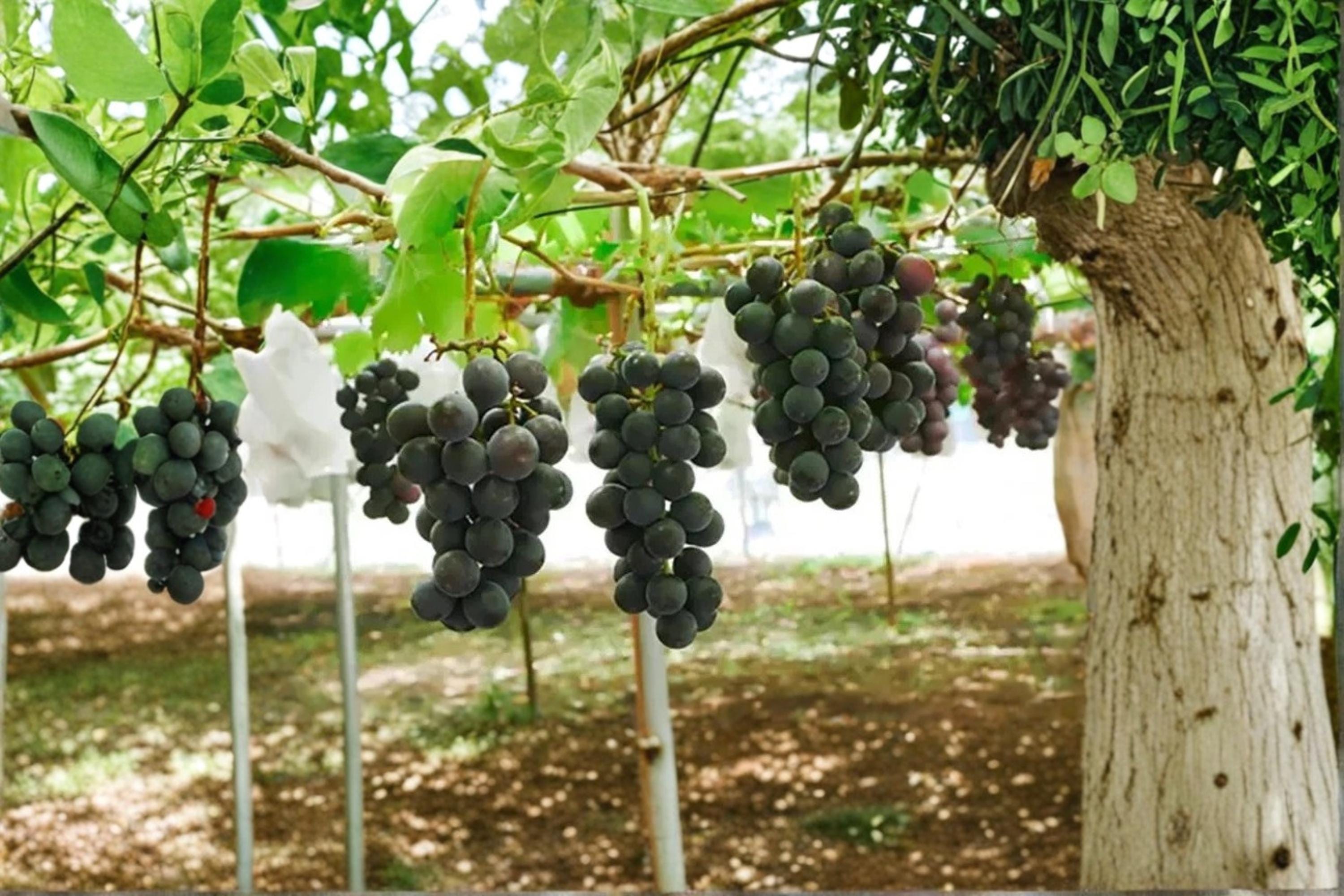 Pione Grape 1 Plant 2-3 ft (Vitis vinifera Pione) Live Grape Vine