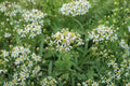 Doellingeria umbellata – Flat-topped Aster | 100 Seeds | Native White Aster Wildflower | Pollinator Garden Plant