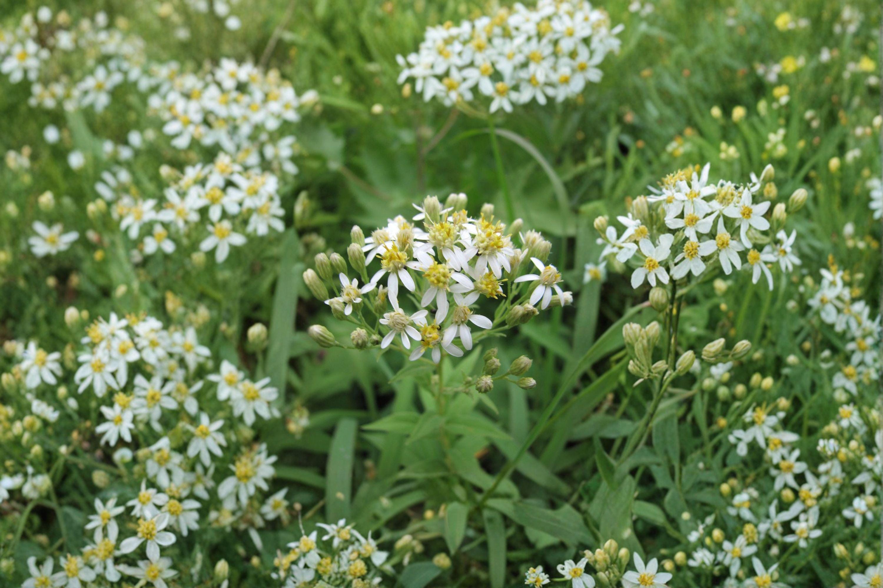 Doellingeria umbellata – Flat-topped Aster | 100 Seeds | Native White Aster Wildflower | Pollinator Garden Plant