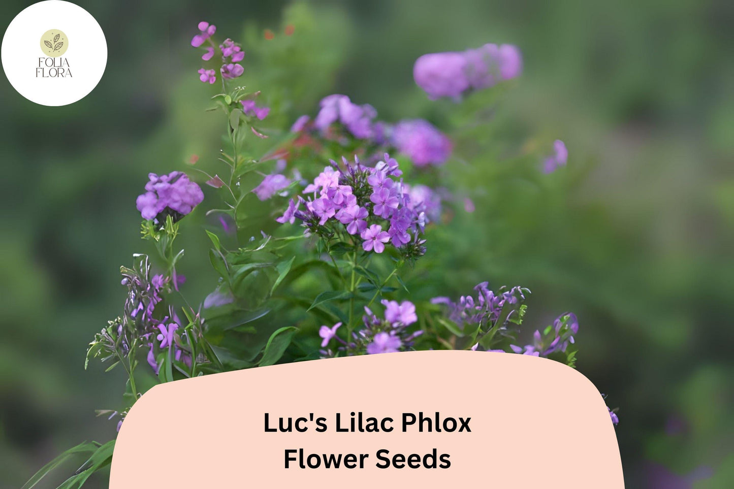 100+ Luc's Lilac Phlox Seeds – Annual Garden Flowers, Phlox drummondii