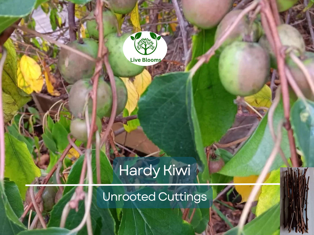 10 Hardy Kiwi Actinidia Arguta Geneva Organic Female Unrooted Cuttings – Non-GMO, Hardy Fruit Plant