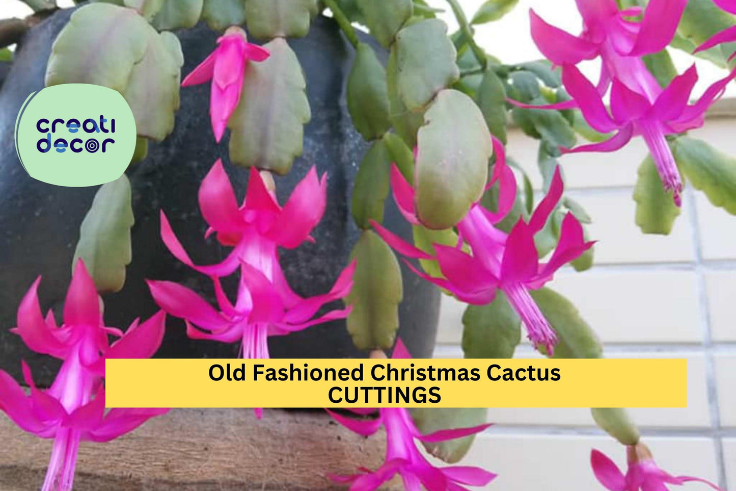 5 Christmas Cactus Cuttings | Schlumbergera bridgesii | Old-Fashioned Heirloom Variety | Easy to Root | Holiday Blooms | Unrooted