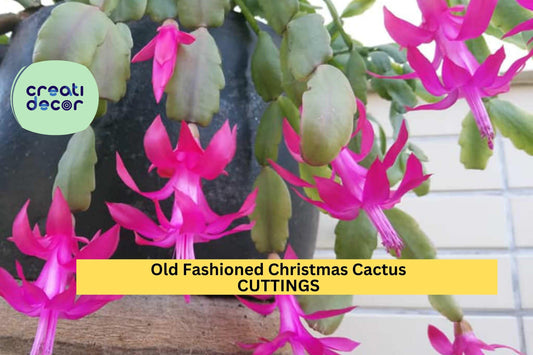 5 Christmas Cactus Cuttings | Schlumbergera bridgesii | Old-Fashioned Heirloom Variety | Easy to Root | Holiday Blooms | Unrooted