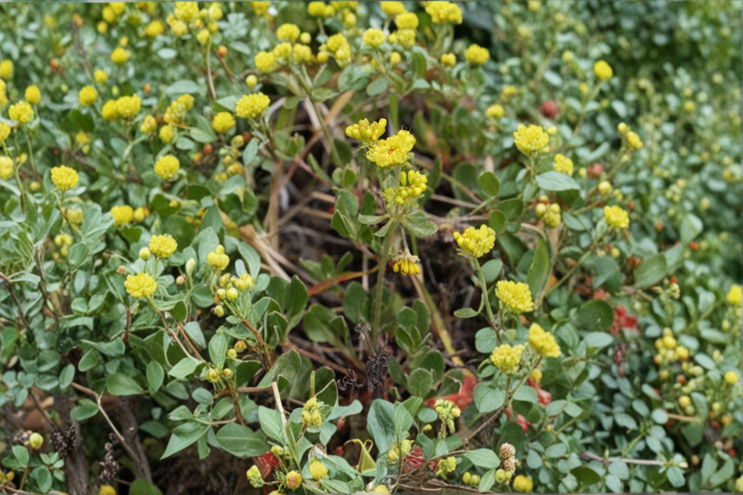 Eriogonum umbellatum/Sulfurflower – 100 Seeds | Native Western Perennial | Drought-Tolerant | Pollinator Essential