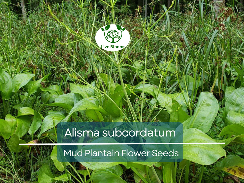 250 mg Seeds Alisma subcordatum (Mud Plantain) for Planting | Aquatic Native Perennial for Ponds, Wetlands & Wildlife Habitats