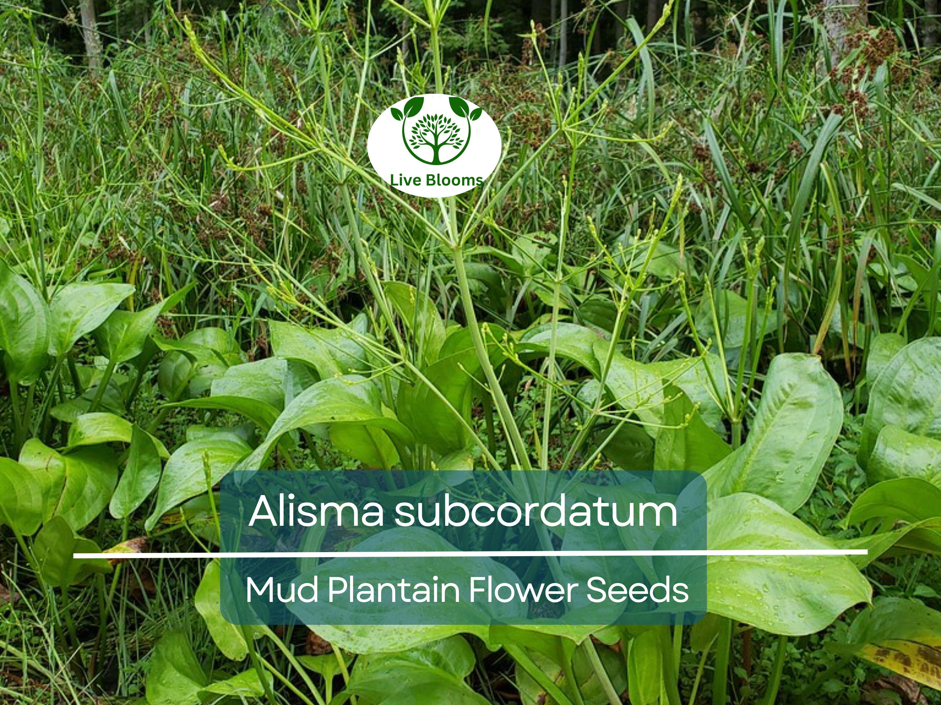250 mg Seeds Alisma subcordatum (Mud Plantain) for Planting | Aquatic Native Perennial for Ponds, Wetlands & Wildlife Habitats