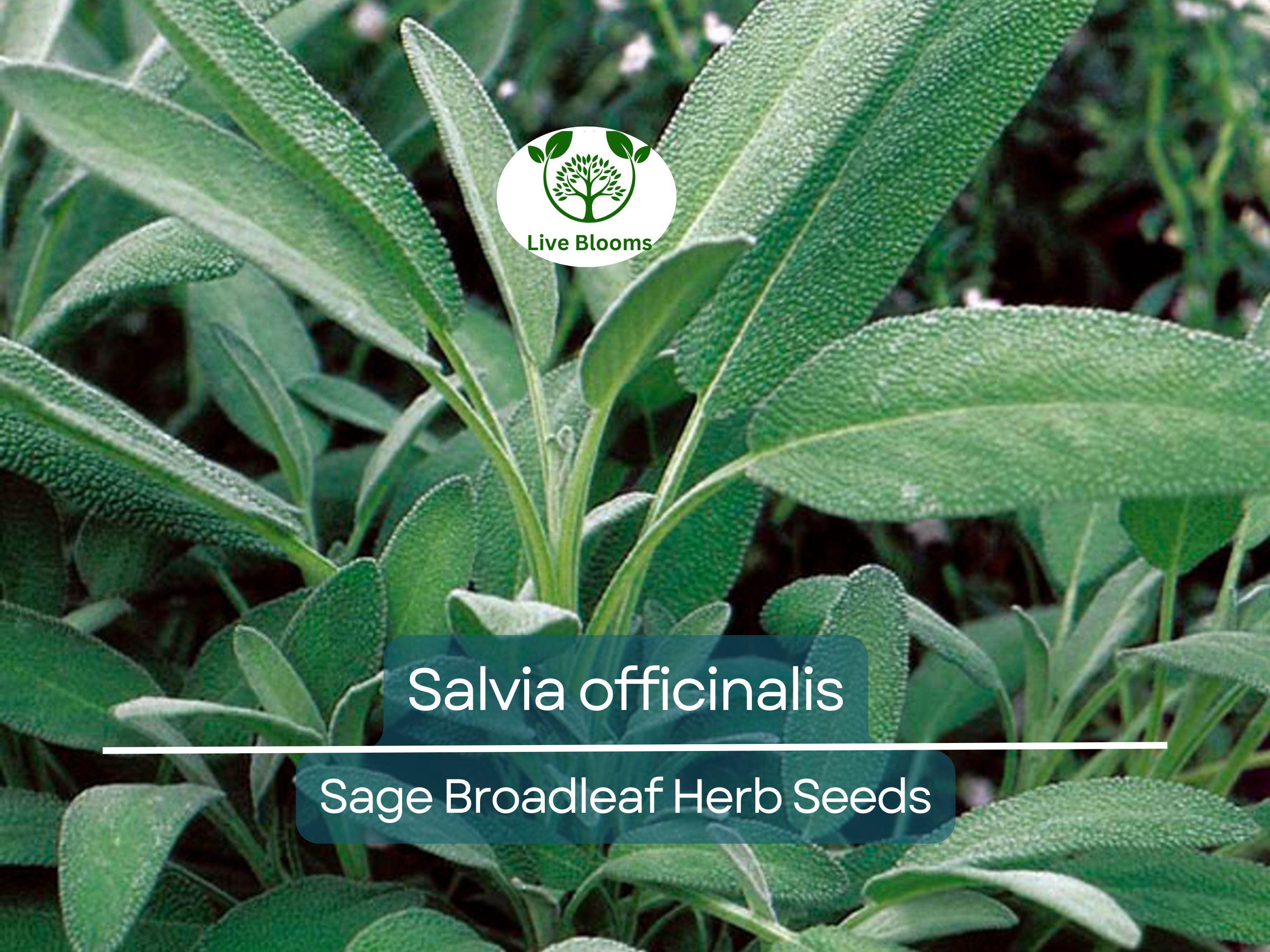 30 Sage Broadleaf Seeds for Planting - Salvia officinalis Fresh Culinary Herb, Easy to Grow, Perfect for Gardens & Kitchens