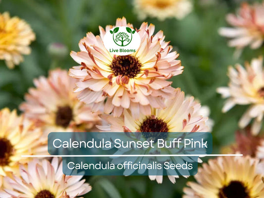 50 Seeds Calendula Sunset Buff Pink – Double Blooms, Bi-Colored, Heirloom, Non-GMO, Vibrant Flowers for Gardens, Pollinators & Cuttings