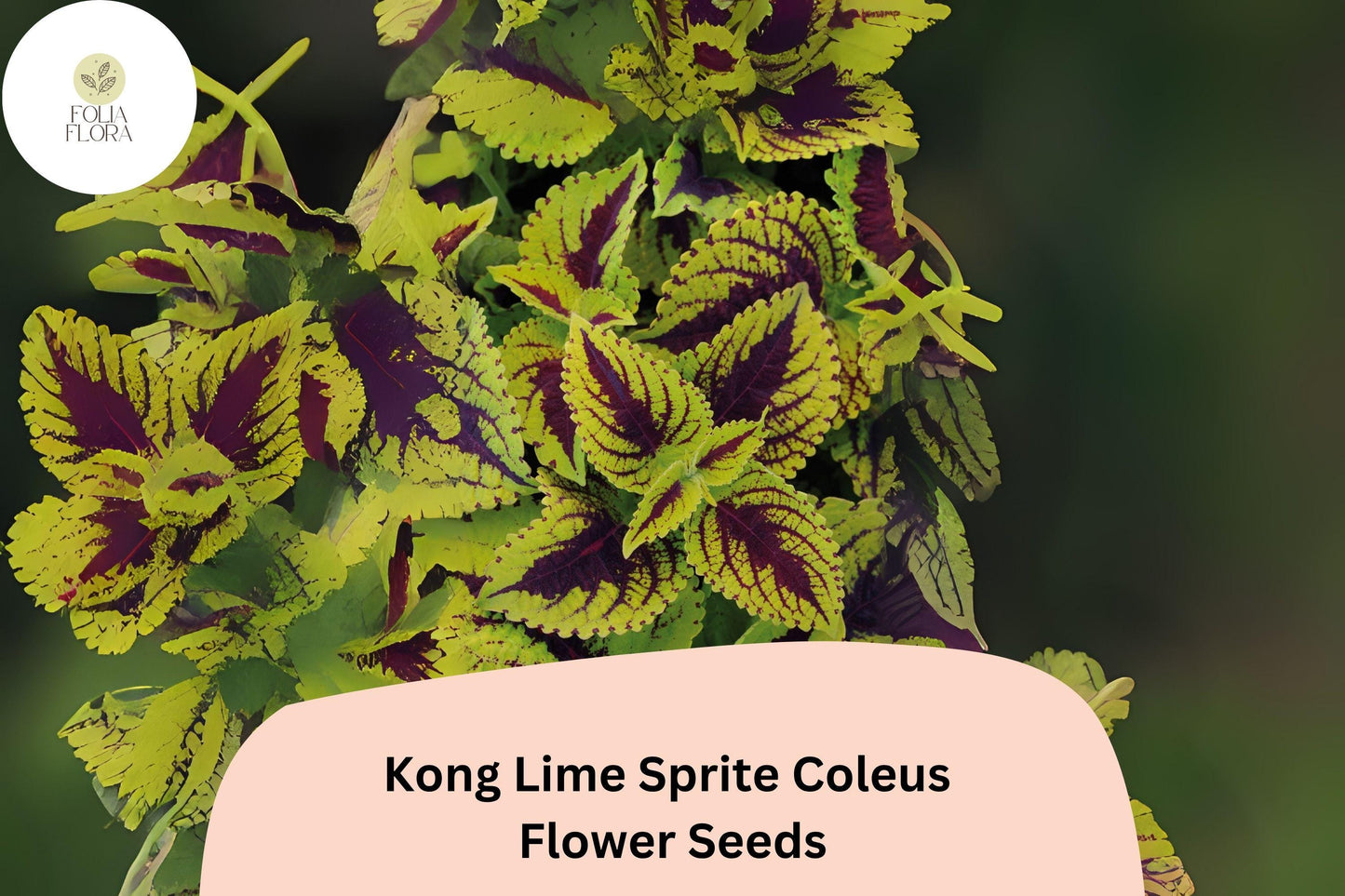 25+ Kong Lime Sprite Coleus Seeds for Planting | Large Shade Plant | Lime Green Red Foliage Annual | Garden Bedding Seeds