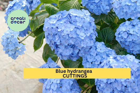 6 Blue Hydrangea Cuttings – Hydrangea macrophylla Fresh 6–8” Unrooted Stems for Propagation – Classic Garden Blooms – USA