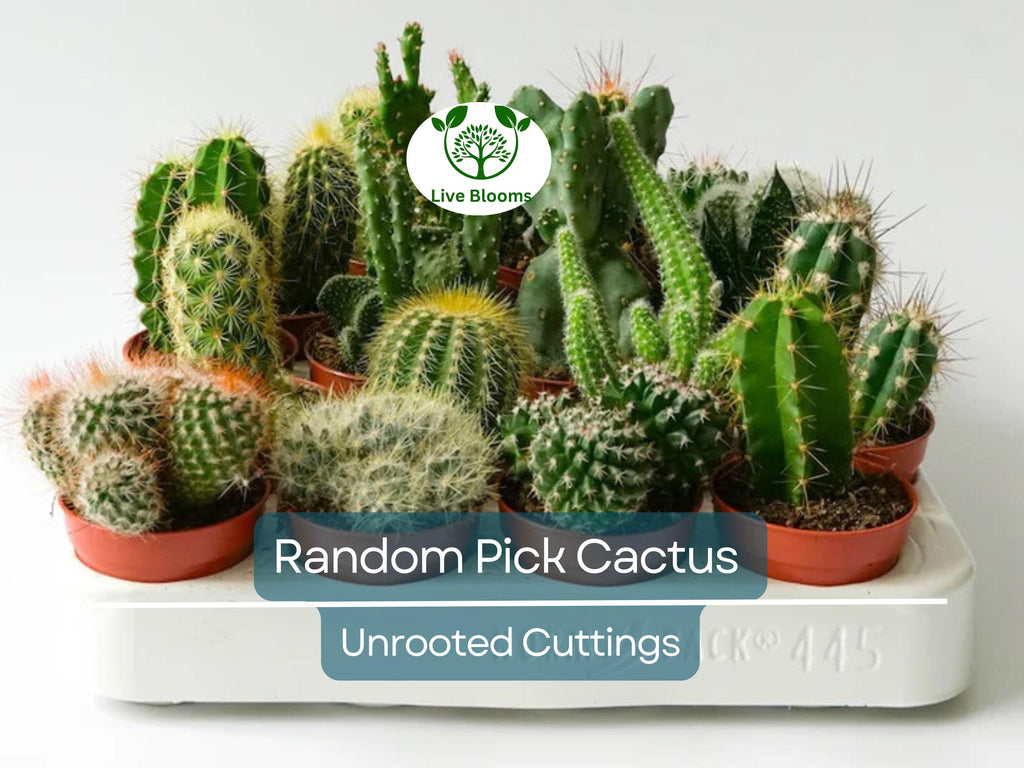 Lot of 10 Varieties Random Pick Cactus Unrooted Cuttings Bundle - Assorted Succulent Cuttings, Perfect for Propagation & Collection
