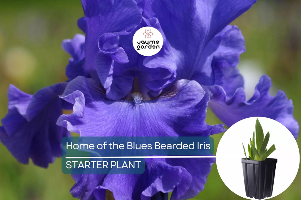 Home of the Blues Bearded Iris – Quart Pot | Fragrant Blue Flowers | Hardy Perennial | Zones 3-10