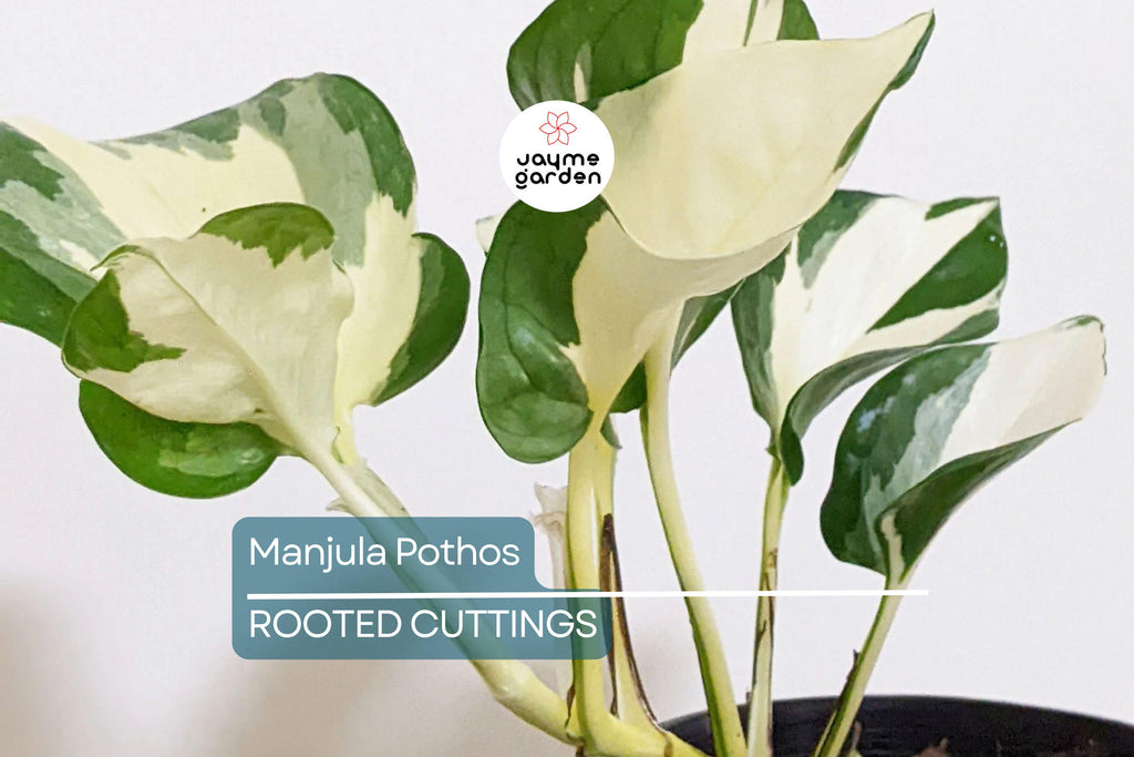 Manjula Pothos Rooted Cutting | Live Houseplant Cutting with Variegated Leaves | Easy Care & Stunning Foliage
