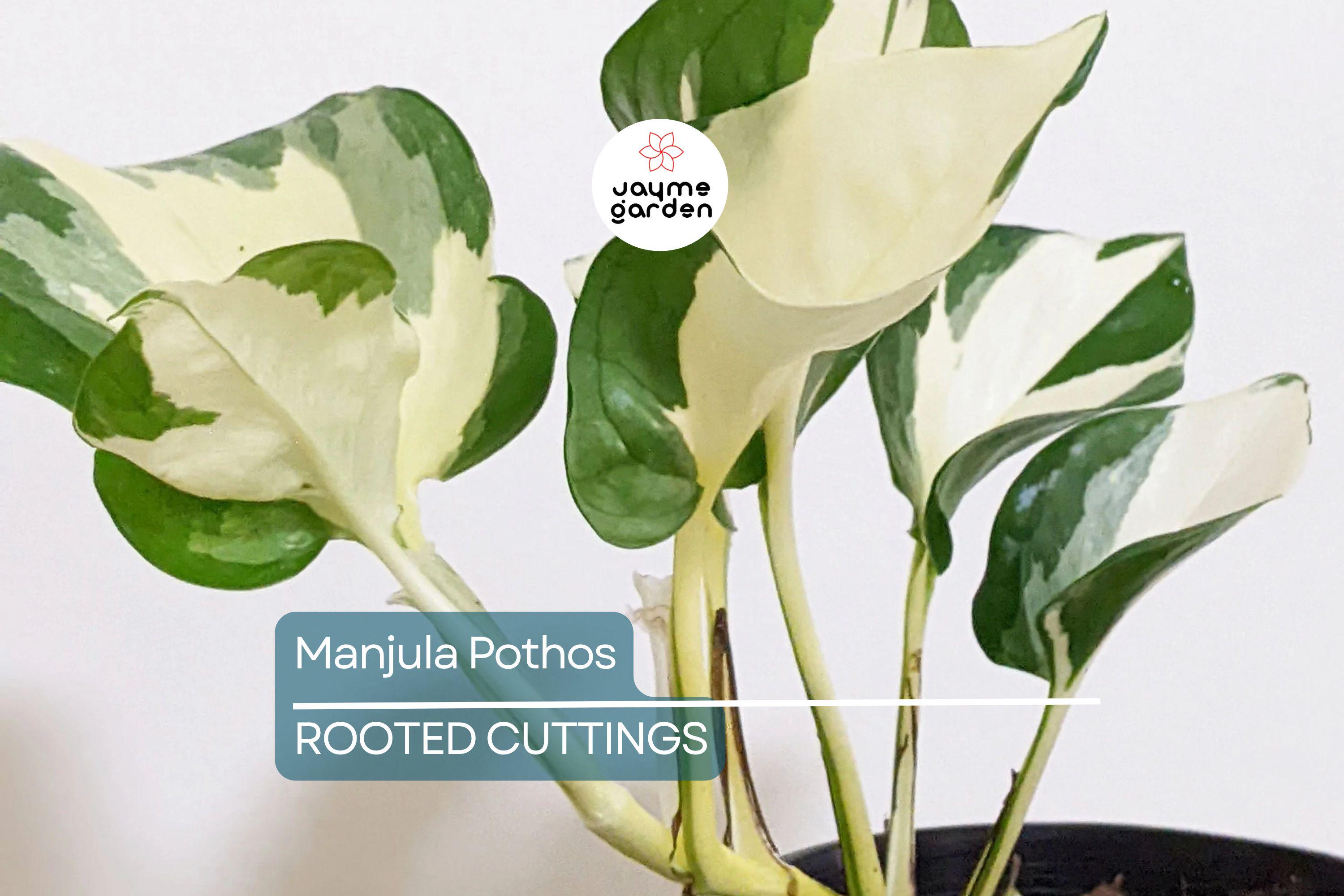 Manjula Pothos Rooted Cutting | Live Houseplant Cutting with Variegated Leaves | Easy Care & Stunning Foliage