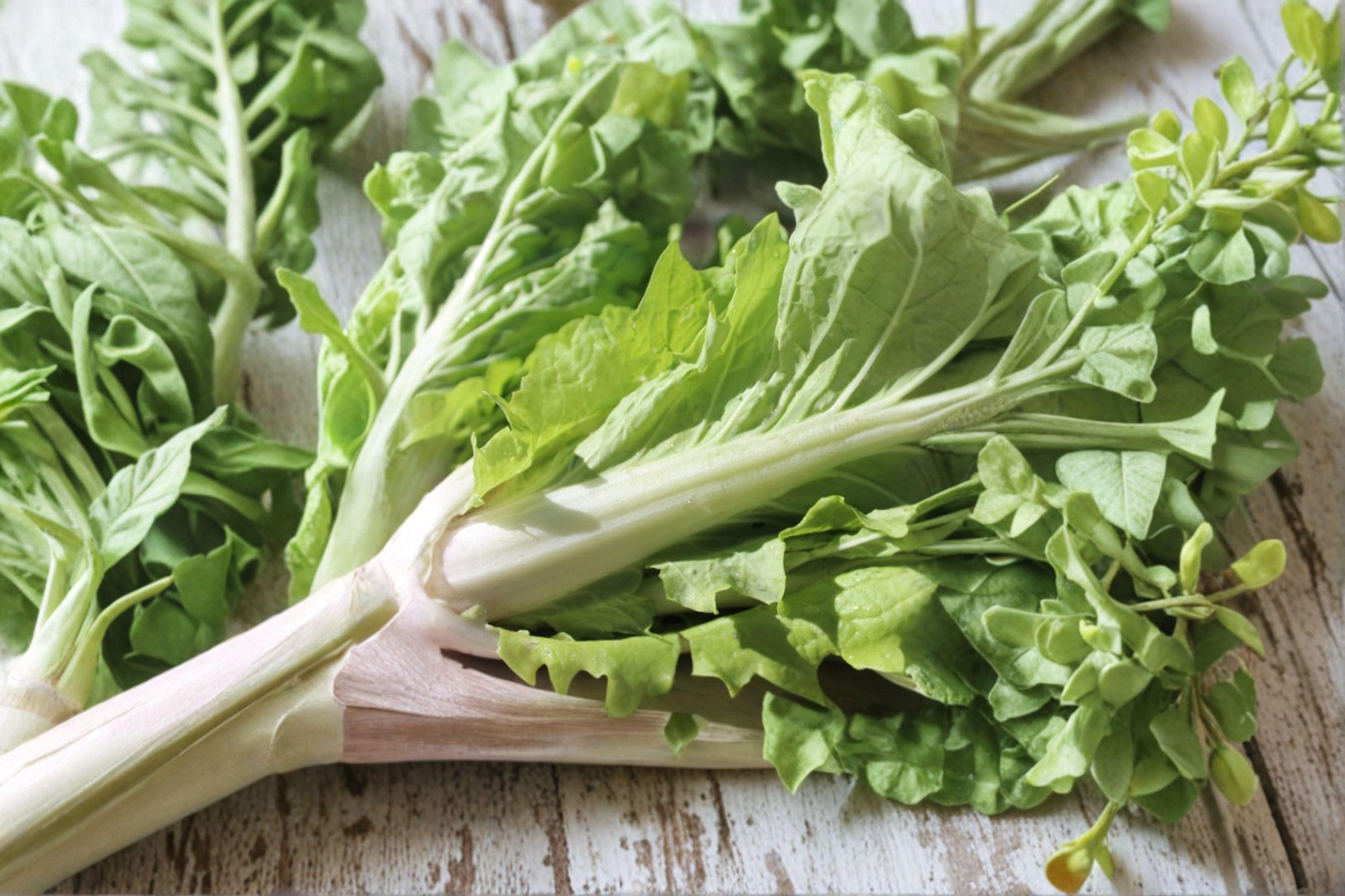 Chinese Cabbage – Kogane 150 Seeds | Asian Napa-Type Cabbage | Sweet & Crisp | Compact Early Variety
