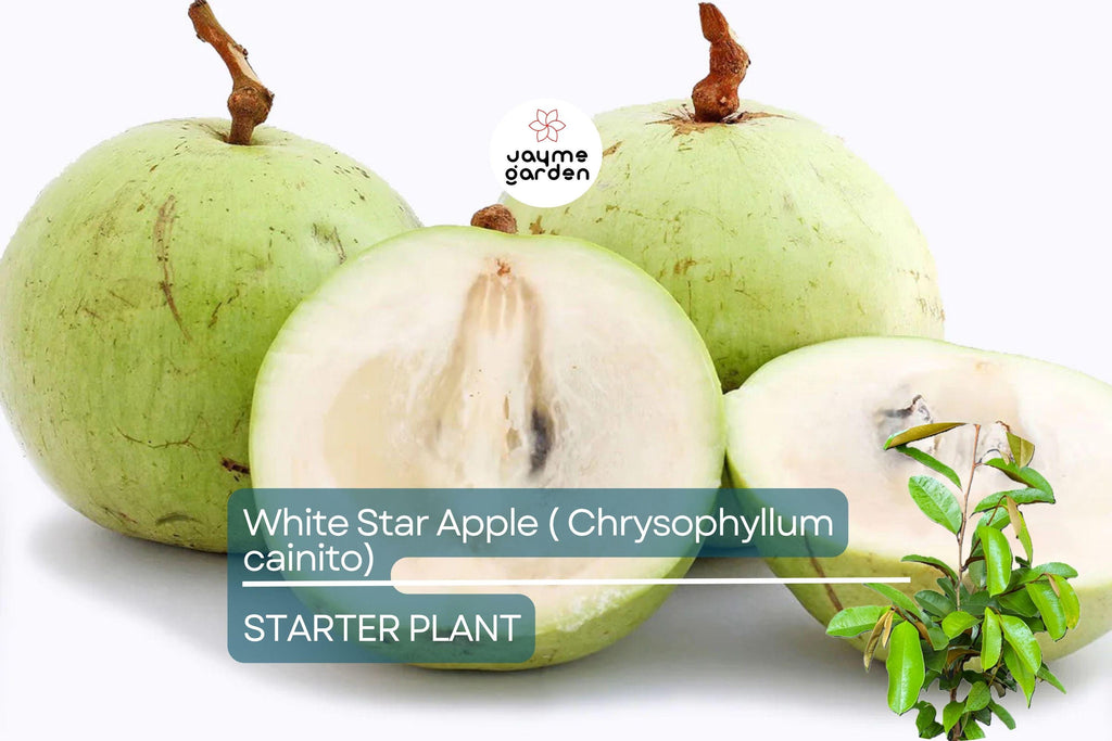 White Star Apple Tree Live Tropical Fruit Tree 12"-24" | Caimito Starter Plant | Sweet Juicy Fruit, Easy Care, Container Friendly