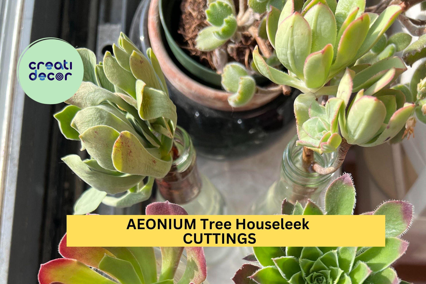 5 Assorted Aeonium Cuttings – Quintet of Mixed Rosette Succulents | Unrooted 4”+ Wide Heads for Pots, Rock Gardens, or Arrangements