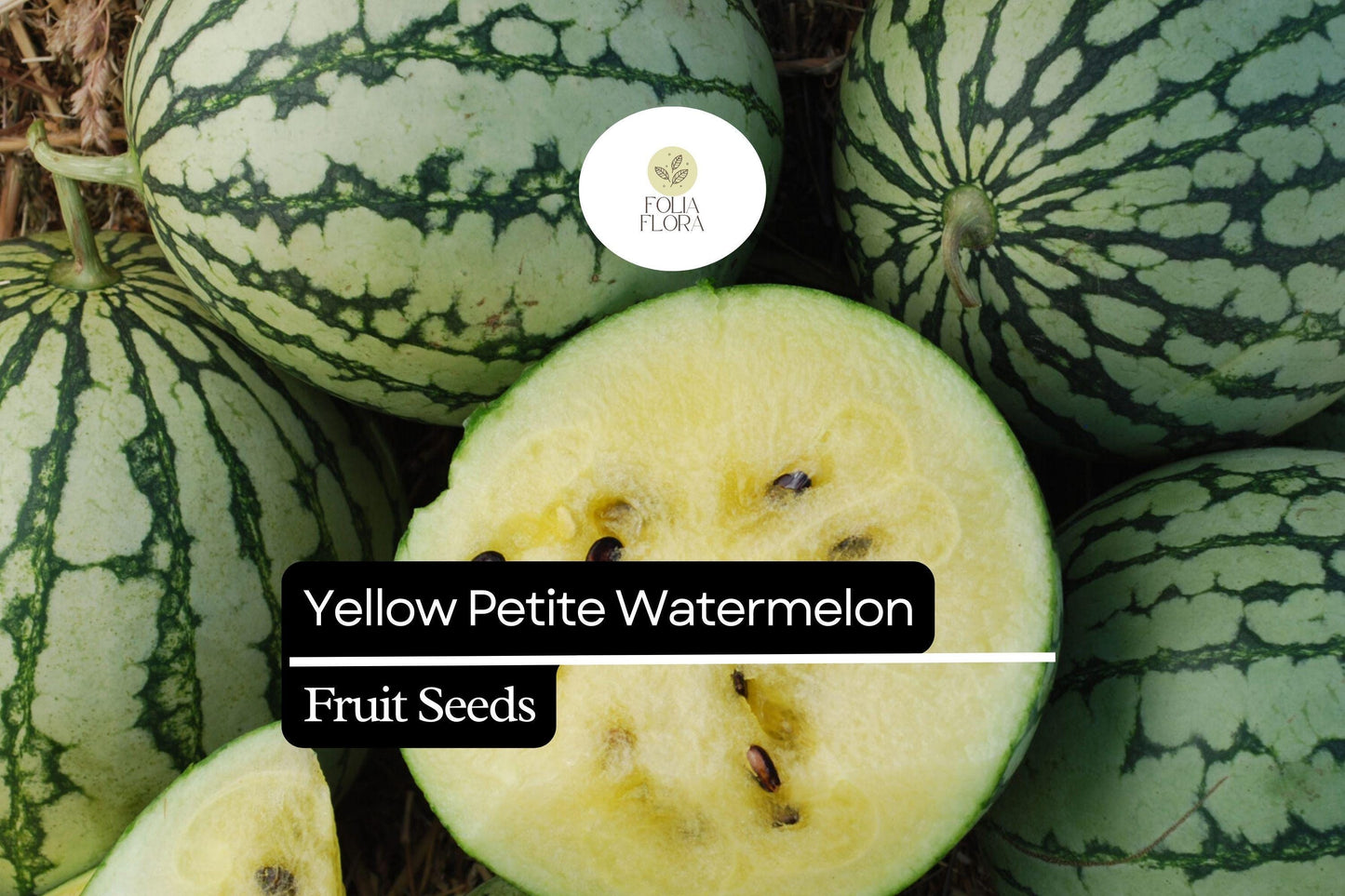 5 Seeds Yellow Petite Watermelon (Citrullus lanatus) – Sweet, Small, Yellow-Fleshed Watermelon Variety