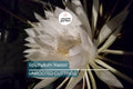 Epiphyllum 'Kazoo' Unrooted Cutting | Rare Orchid Cactus | 6-8" Fresh Cutting | Exotic Epiphyllum Hybrid | Easy to Grow
