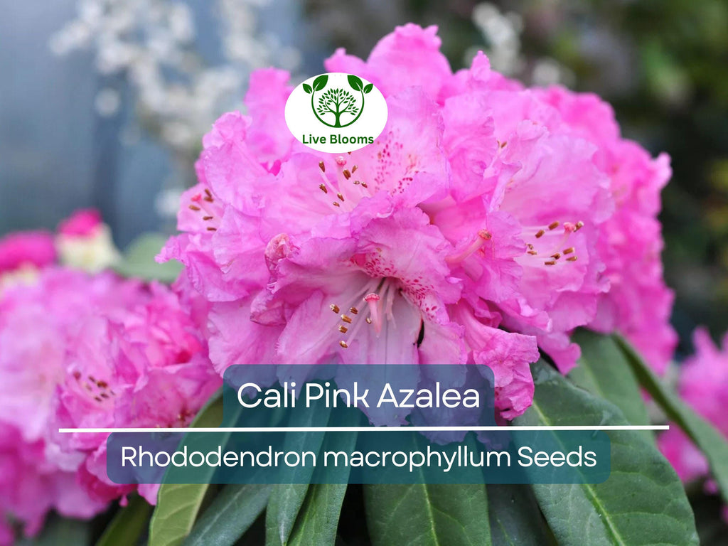 50 Cali Pink Azalea Seeds (Rhododendron macrophyllum) Flowering Shrub, Bush, Tree – Beautiful Pink Blooms, Hardy Garden Plant