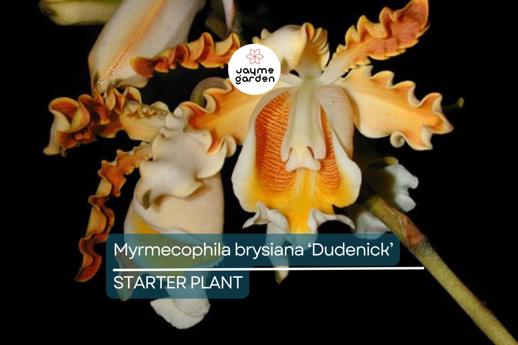 Myrmecophila Brysiana ‘Dudenick’ Orchid | Rare Epiphytic Species | 4” Potted Large Seedling | Tropical Blooms | 2 Years to Flower