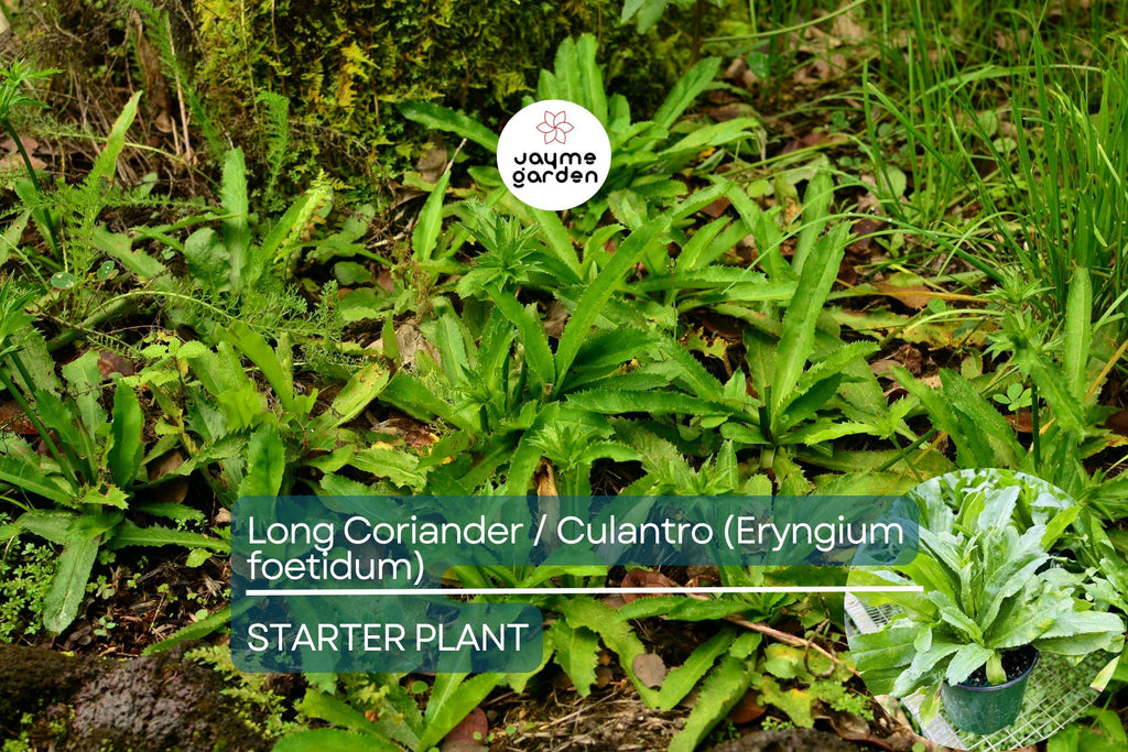Long Coriander/Culantro Starter Plant – Vibrant Live Herb (Eryngium foetidum) | Tropical Culinary Delight | Mature 12-18 inches tall