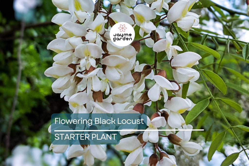 Flowering Black Locust Tree | Robinia pseudoacacia | Live Bare Root Plant 2-3' Tall | Fast-Growing Tree for Zones 4-8