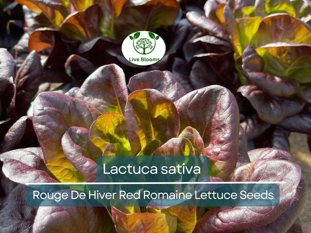 700 Seeds Rouge De Hiver Red Romaine Lettuce (Lactuca sativa) for Planting – Heirloom, Cold-Hardy, Red Leaf Lettuce