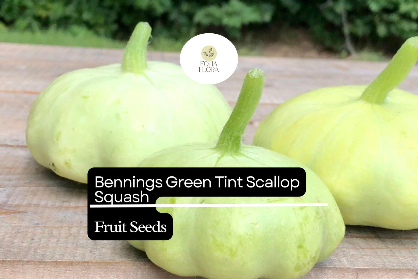 15 Seeds Bennings Green Tint Scallop Squash (Cucurbita pepo) – Heirloom Pattypan Squash with Tender Flavor