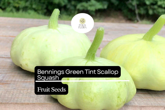 15 Seeds Bennings Green Tint Scallop Squash (Cucurbita pepo) – Heirloom Pattypan Squash with Tender Flavor