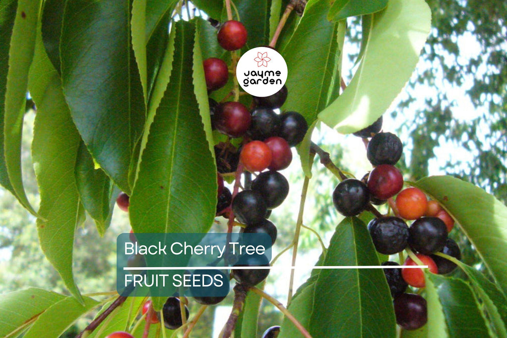 5 Black Cherry Tree Seeds (Prunus serotina) – Hardy Zones 3-9, Fast-Growing, Fall Color